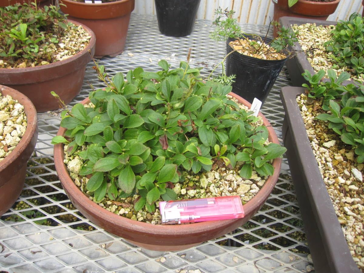 山野草　超希少白花　エゾツツジ 大株E 山野草 超希少白花 エゾツツジ 大株 丸C